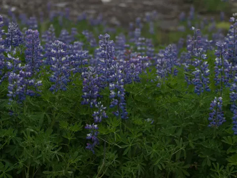 Nootka Lupine