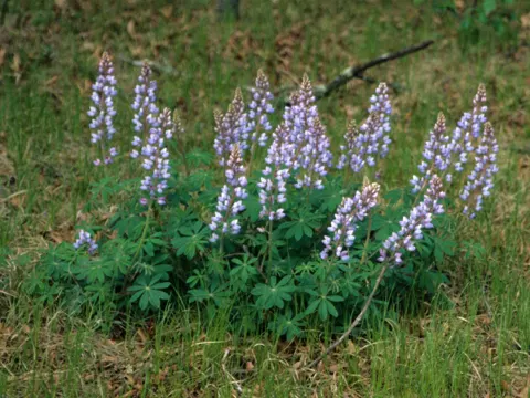 Sundial Lupine