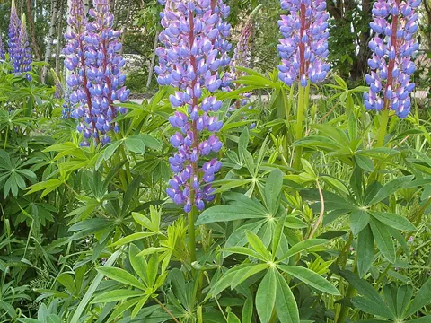 Lupine