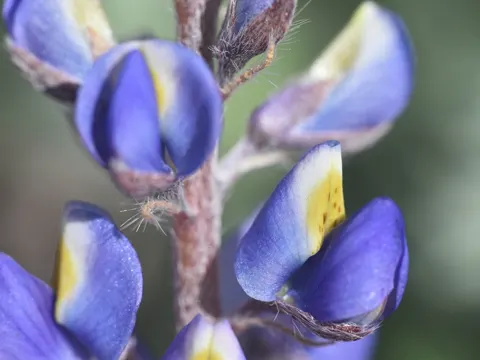 Coulter's Lupine