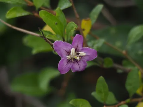 Chinese Teaplant