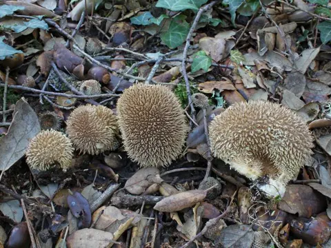 Spiny Puffball