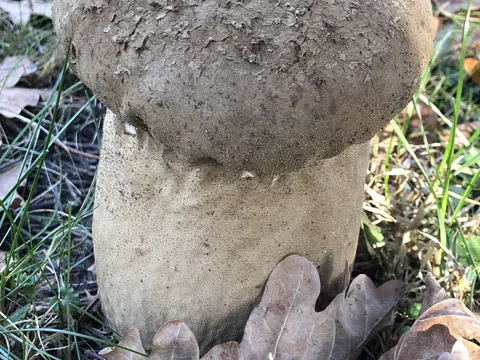 Pestle Puffball