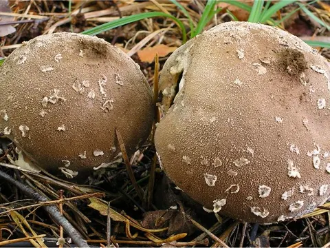 Flaky Puffball