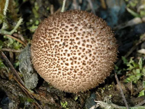 Dusky Puffball
