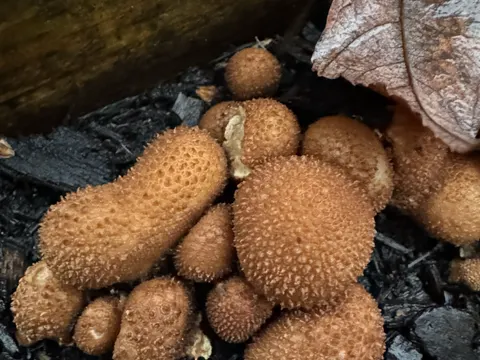 Common Puffball