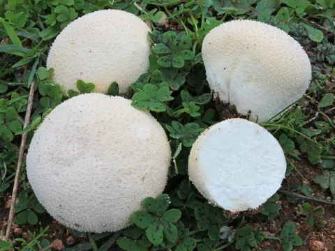 Meadow Puffball