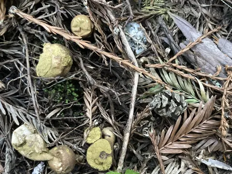 Umber-brown Puffball