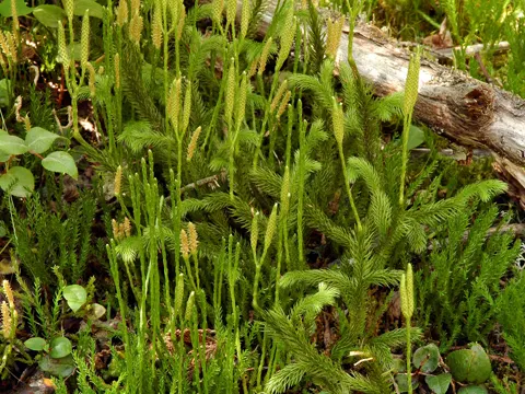 Clubmoss