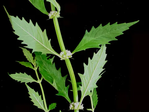 American Bugleweed