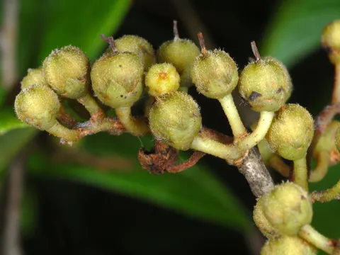 Maleberry