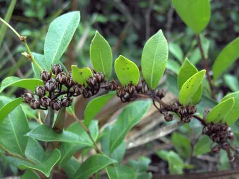 Highbush Fetterbush