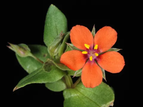 Scarlet Pimpernel