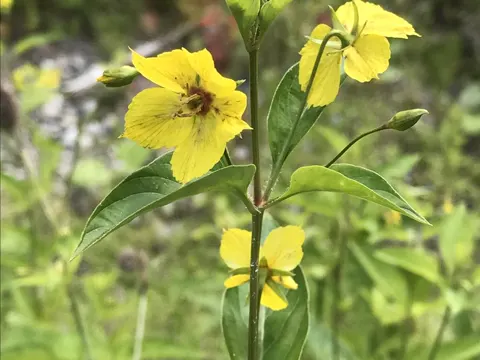 fringed loosestrife