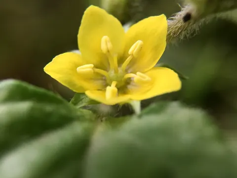 Japanese Yellow Loosestrife