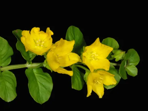 Creeping Jenny