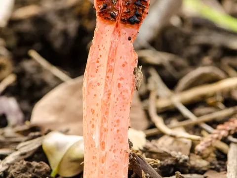 Octopus Stinkhorn