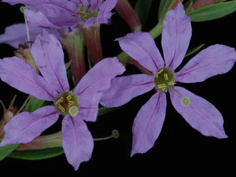 Angled Purple Loosestrife