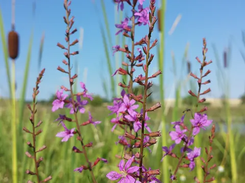 European Wand Loosestrife