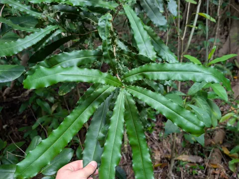 Rough-shell Macadamia