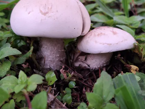 King Stropharia