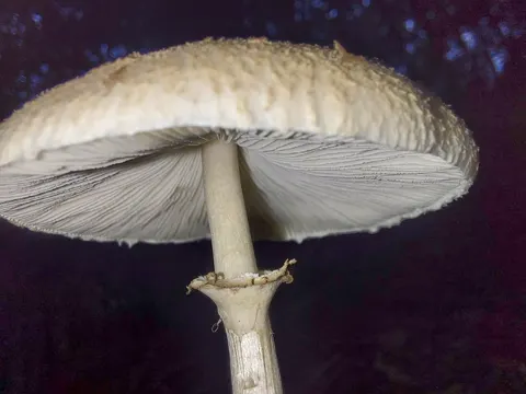 Parasol Mushroom