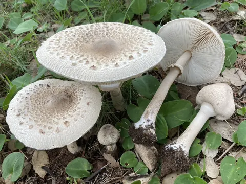 Slender Parasol