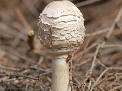 Shaggy Parasol