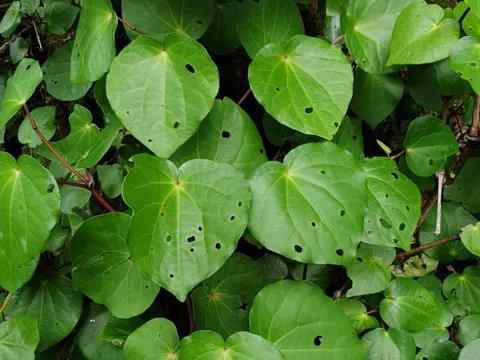 Kawakawa