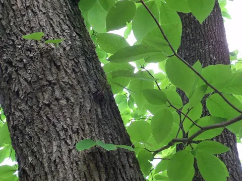 Cucumber-tree