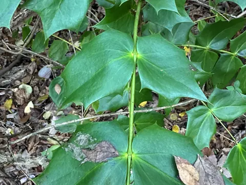 Leatherleaf Mahonia
