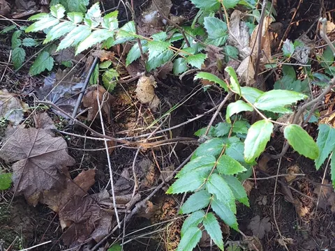 Dull Oregon Grape