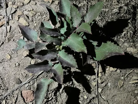 Creeping Oregon Grape