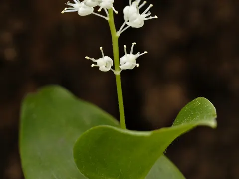 False Lily of the Valley