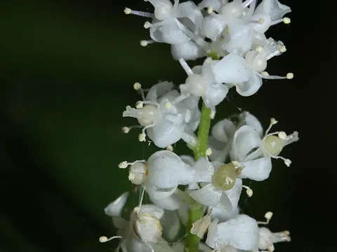 False Lily of the Valley