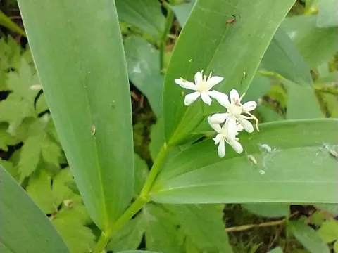 False Solomon's Seal