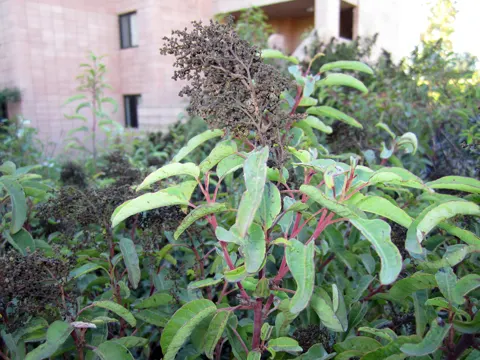 Laurel Sumac