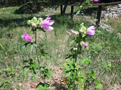 Greater Musk-mallow
