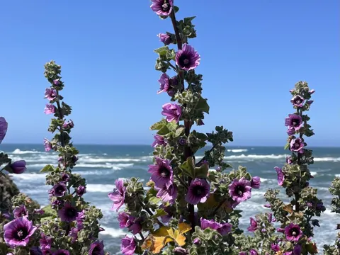 Tree Mallow