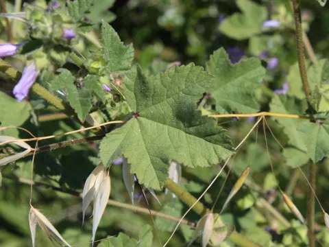Dwarf Mallow