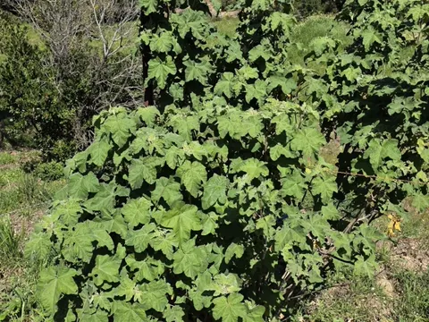 Malva olbia
