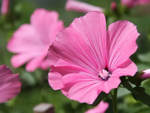 Royal Mallow