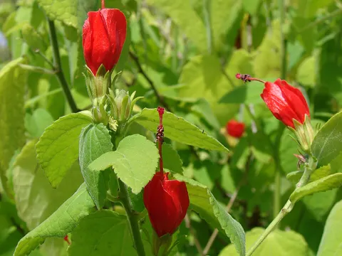 Turk's-cap
