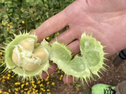 California Manroot