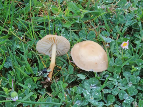 Fairy Ring Mushroom