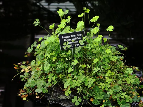 Water Clover