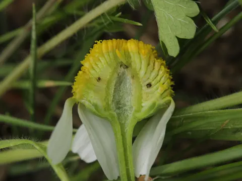 German Chamomile