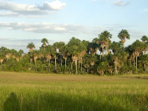 Buriti Palm