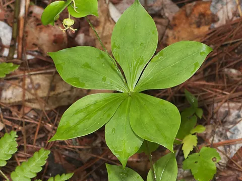 Indian Cucumber