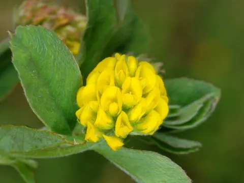 Black Medick